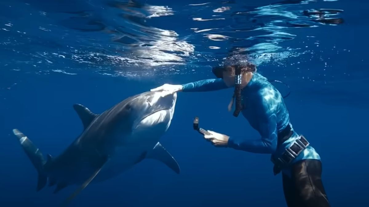 La donna che sussurra agli squali è al centro dello sconvolgente documentario in Top 10