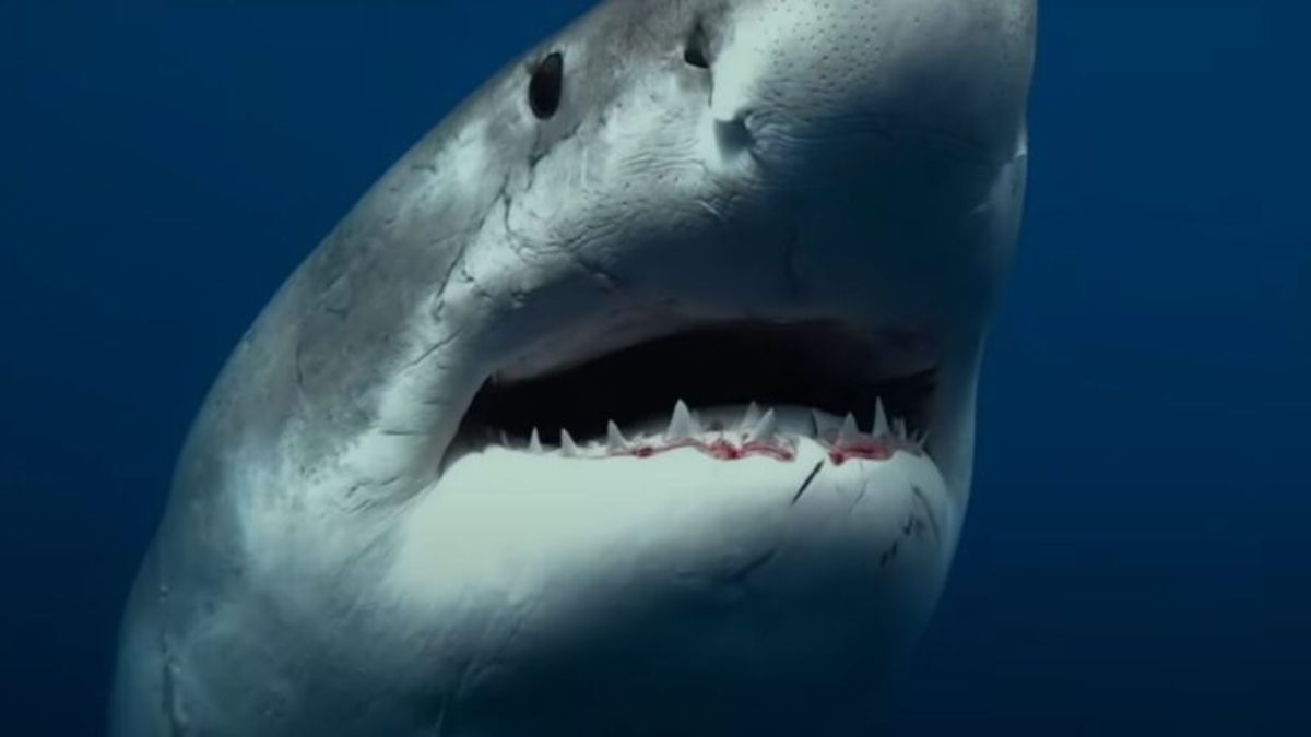 "Shark Whisperer: Nuotando con gli squali", lo sconvolgente documentario nella Top 10 di Netflix ci parla di una donna senza paura