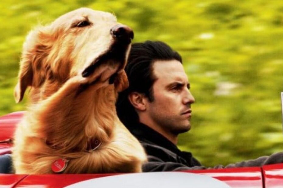 Attraverso i miei occhi: un film dolcissimo nella Top 10 di Netflix. Il cane protagonista del film è doppiato dal compianto Gigi Proietti.