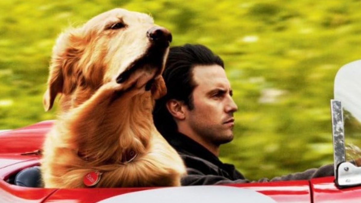 Attraverso i miei occhi: un film dolcissimo nella Top 10 di Netflix. Il cane protagonista del film è doppiato dal compianto Gigi Proietti.