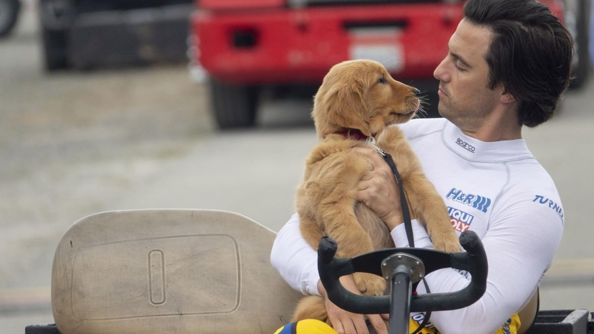 Attraverso i miei occhi: un film dolcissimo nella Top 10 di Netflix. Il cane protagonista del film è doppiato dal compianto Gigi Proietti.